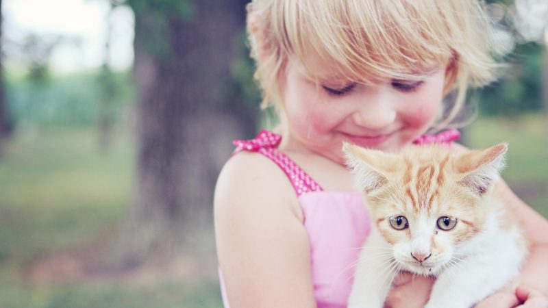 Comment réussir l’adoption d’un chaton avec un nouveau-né ?